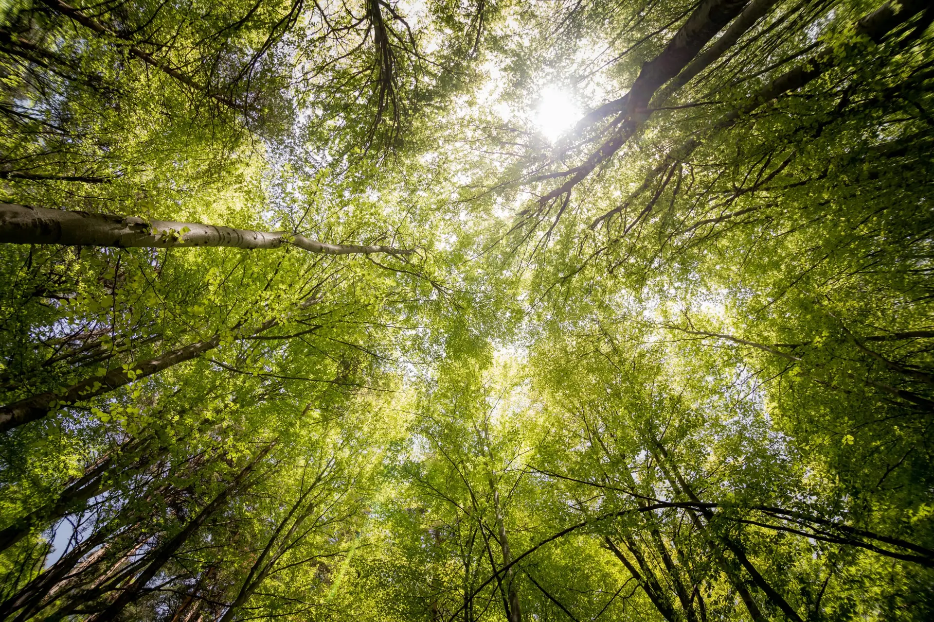 Sunlit view of green trees in a forest looking upwards, captured in daylight.